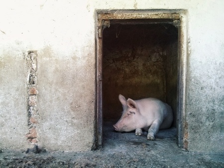 pig in pigpen. Farm day. outdoorsの写真素材