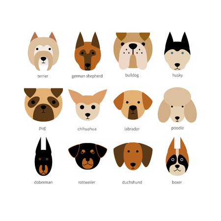 Vector flat dog icon set. Terrier, Labrador, husky, bulldog, rottweiler, poodle, doberman shepherd, chihuahua, boxer, dachshund, pug. Colored isolated icons for polygraphy, web design, logo, app, UI.のイラスト素材