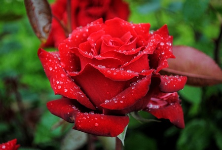 Beautiful red rose with raindrops