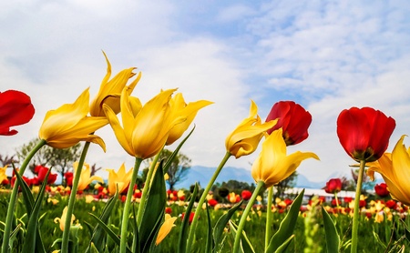 Beautiful tulips in the parkの素材