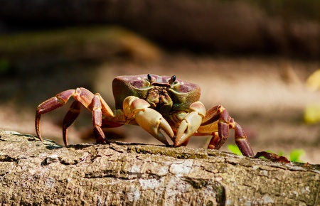 Hairy leg mountain crabの素材