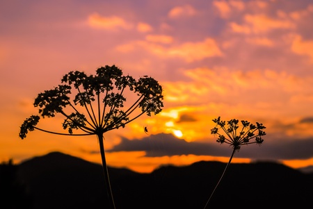Grass flowers and spider with sunset and twilight 