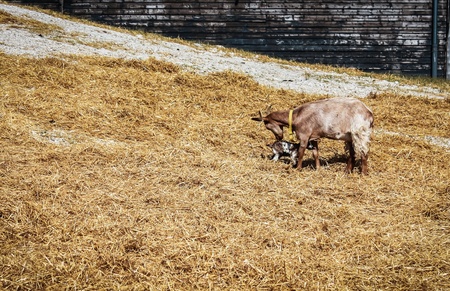 New born baby goat and a motherの素材