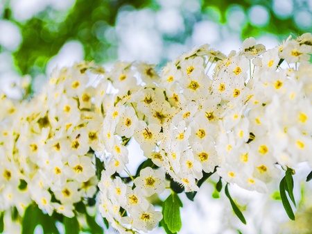Beautiful group of white flowers with bokeh on backgroundの素材