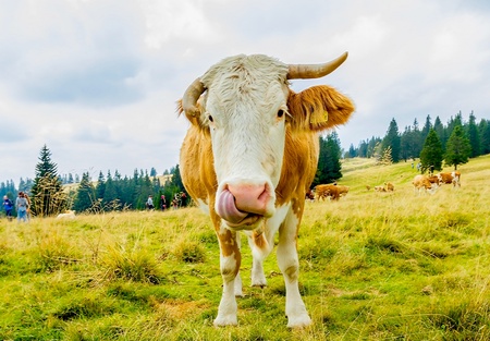 Cow in farmland on mountainの素材