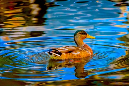 Colorful duck swimming in canalの素材