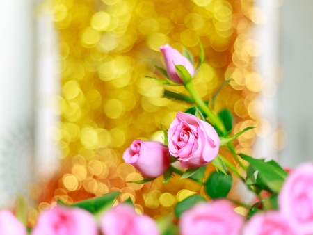 Pink roses on bright golden bokeh backgroundの素材