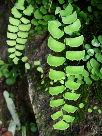 Maidenhair Fernの写真素材