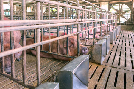 Young pigs rest in farmの写真素材