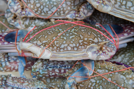 fresh blue craps in the ice, sea food in Thailand's market