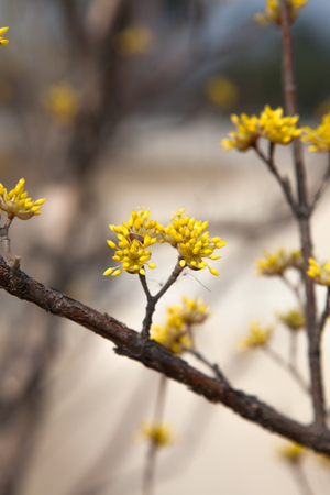close up yellow flowers of cornel (cornus mas) shrub,korean summer flowerの写真素材