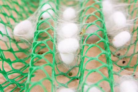 yellow cocoons of silkwormの写真素材