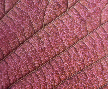 Red leaf background texture, macro, close upの写真素材
