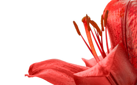 Red lily isolated on white background, close-up, side view.の写真素材