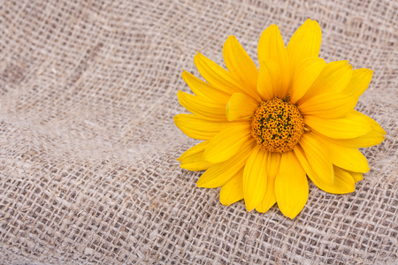 Orange Osteospermum Daisy or Cape Daisy flower on decorative tablecloth, on sacking background. Close-up.の写真素材