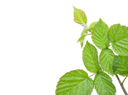 Green raspberry leaves, branch, with blank place for your text. Isolated on a white background, close-up.の写真素材