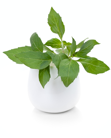 Basil leaves in a white ceramic tableware, isolated on a white background.の写真素材