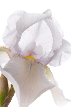 Flower of a white iris isolated on a white background close up.