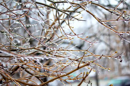 Ice branches of a tree. Winter landscape.の写真素材