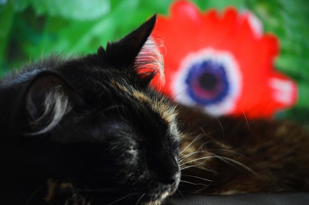 kitty sleepingの写真素材