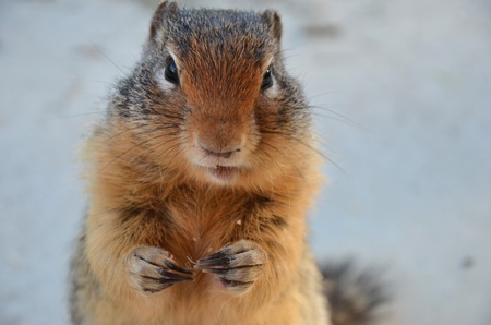 ground squirrel