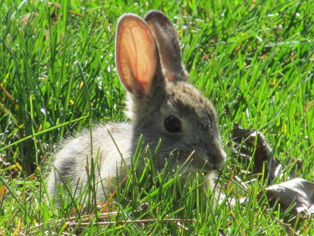 Cute bunny!の写真素材