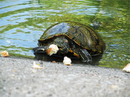 turtle eating breadの写真素材