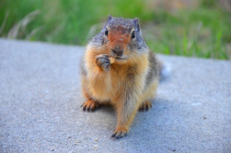 ground squirrelの写真素材