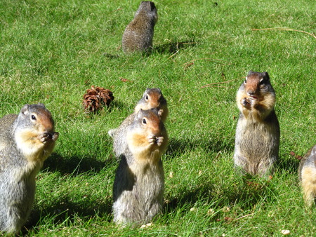 ground squirrel familyの写真素材