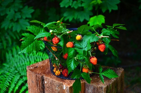 basket of berriesの写真素材