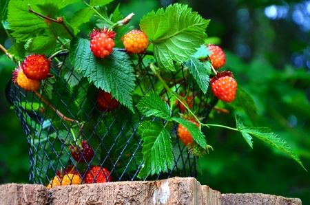 Berriesの写真素材