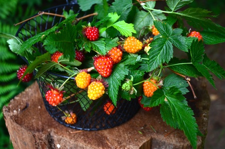 berriesの写真素材