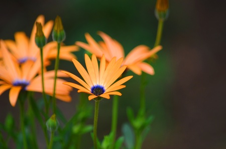 colorful daisiesの写真素材