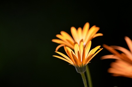 orange flower