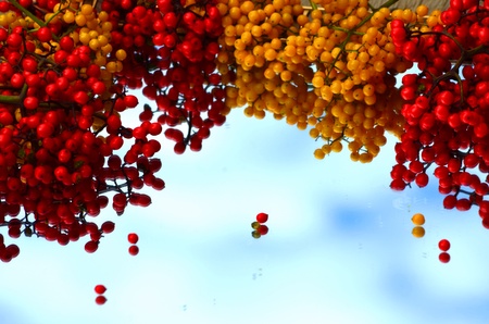 berriesの写真素材