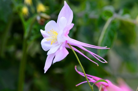 pink flowerの写真素材