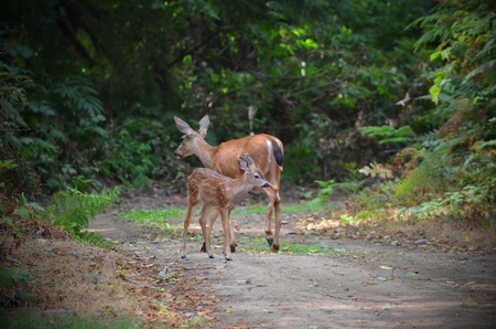 mommy and baby deerの写真素材