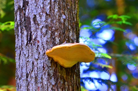 mushroomの写真素材