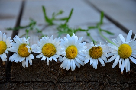 flowersの写真素材