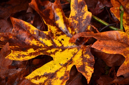 fall leaves