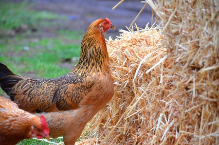 chickenの写真素材