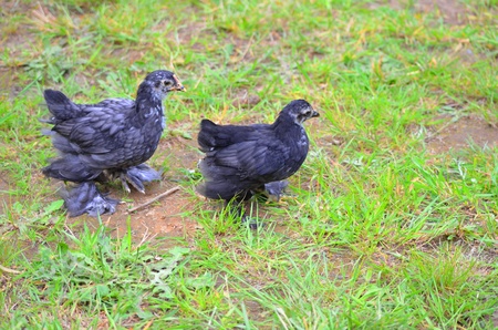 baby chicksの写真素材