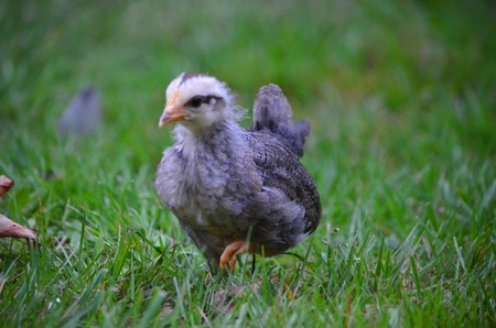 baby chicksの写真素材