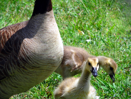 baby geeseの写真素材