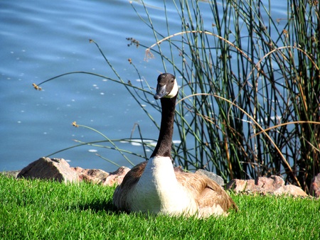 gooseの写真素材