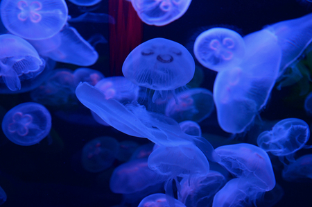 jellyfishの写真素材