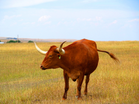 texas long hornの写真素材