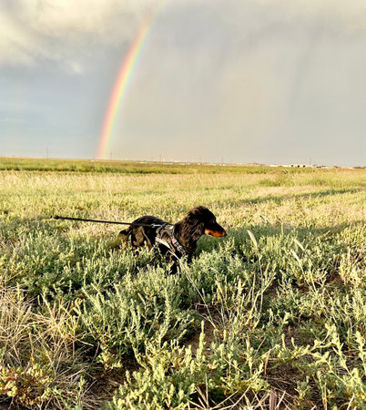 lovable, playful, cute, adorable , dog, dachshund, long hair dog, short hair dog, dachshund puppies, wiener dogs, Dotsons dog, cute dogs. cute animals, rainbow, sleeping dog, boneの写真素材