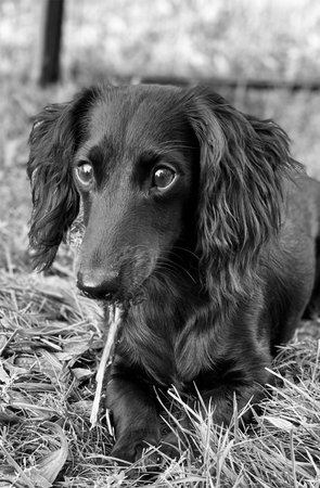 lovable, playful, cute, adorable , dog, dachshund, long hair dog, short hair dog, dachshund puppies, wiener dogs, Dotsons dog, cute dogs. cute animals, rainbow, sleeping dog, boneの写真素材