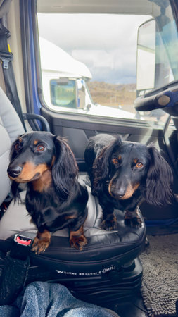 Miniature Dachshunds sitting in the front seat of a semi. double trouble, dachshund bothers take the driver seat. black long hair dachshund.の写真素材